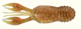 GREAT LAKES FINESSE JUVY CRAW 2.5"