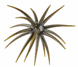 BERKLEY MAX SCENT MOEBA 3.5"