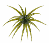BERKLEY MAX SCENT MOEBA 3.5"